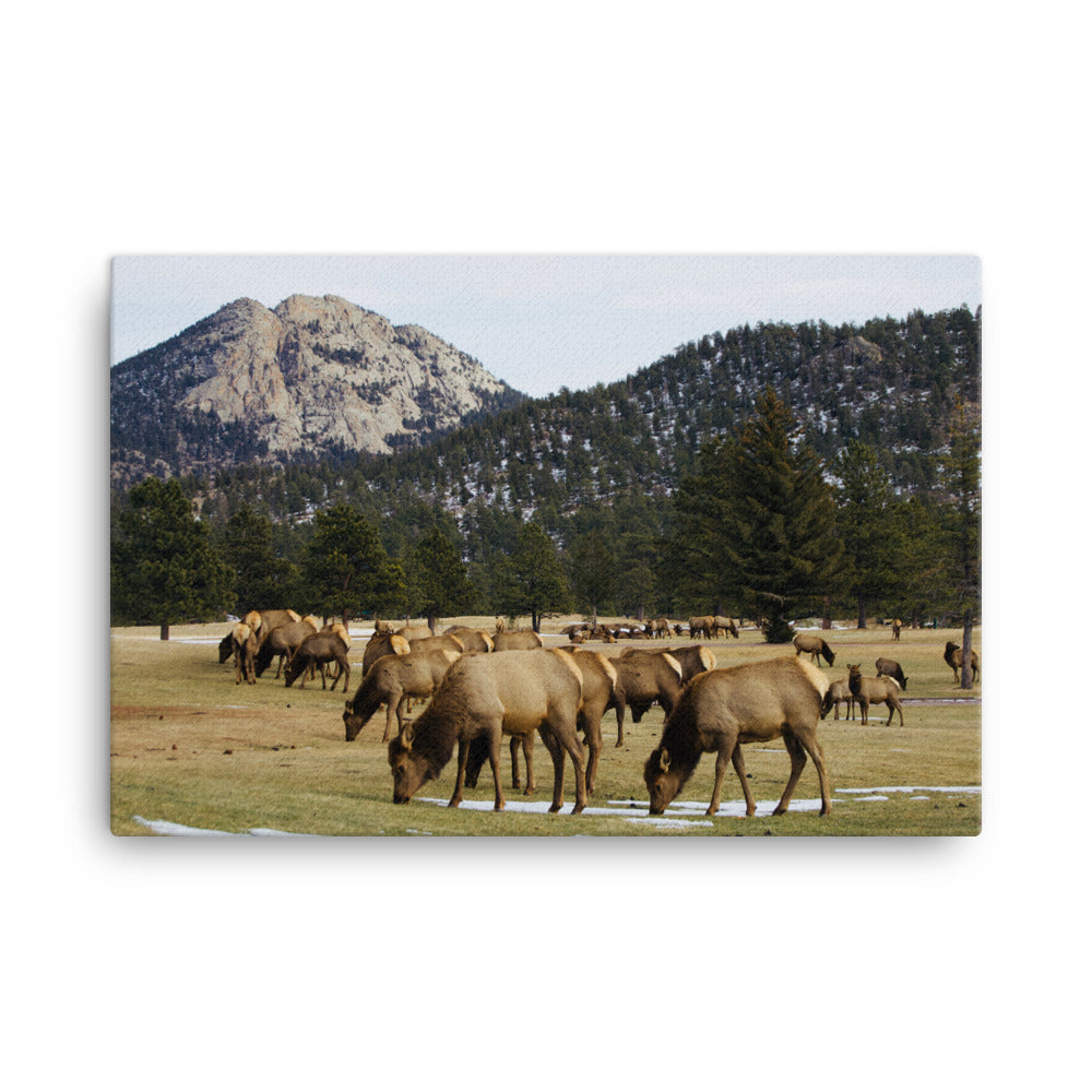 Colorado Elk and Mountains